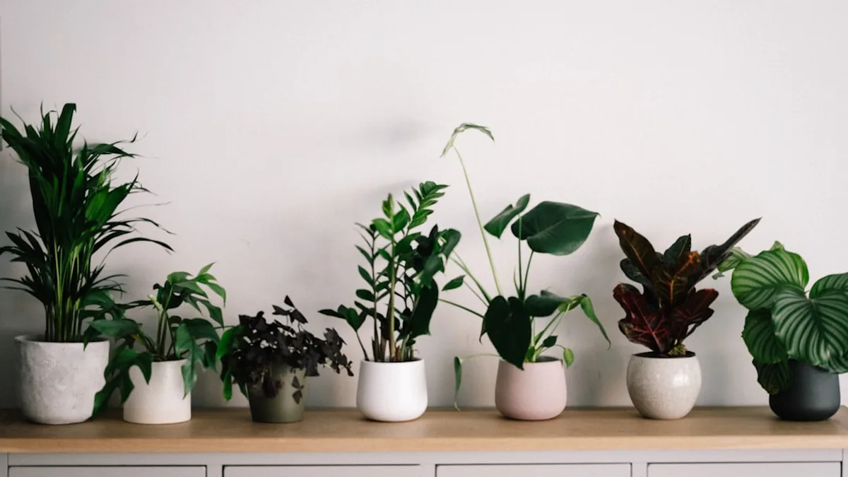 Les plantes d'intérieur qui survivent aux oublis d'arrosage, à mon rythme